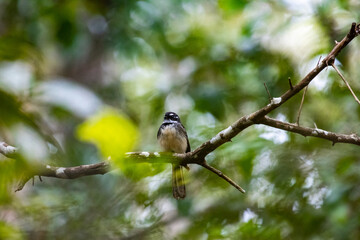 Beautiful grey fantail sitting on the branch spotted in Queensland, Australia