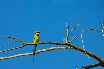 Colorful australian birds- Rainbow Bee-eater sitting on the branch abd looking out for flying insects. Tropical North Queensland, Australia