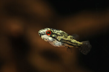 Red Eye Red Tailed Puffer (Carinotetraodon irrubesco)