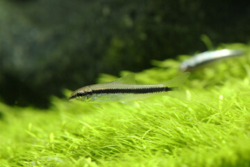 Siamese Algae Eater (Crossocheilus Oblongus)