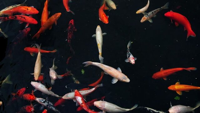 koi carp fish swarm - many colorful  fishes in water from above