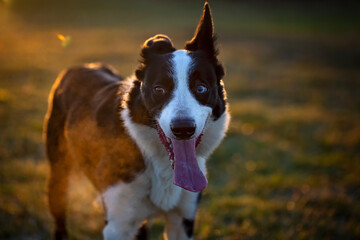 Short Haired Border Collie enjoying a walk in the countryside