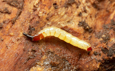 Awl-fly, Xylophagus larva on coniferous wood, macro photo
