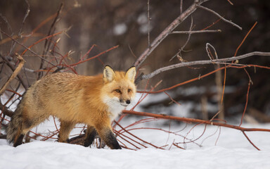 red fox in snow