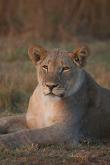 Lioness into the wild