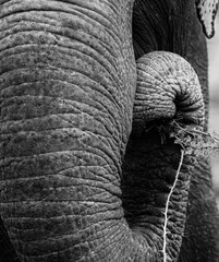 close up of an elephant trunk 