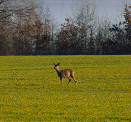 White-tailed deer on a green field