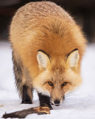 Obraz premium red fox close up