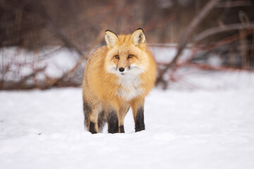 Naklejka premium red fox portrait