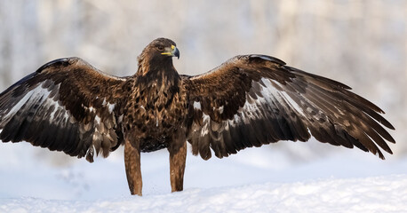 Golden eagle posing in winter scenery