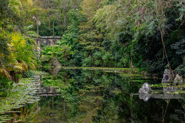 bridge in the forest