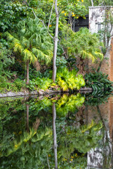 Trees reflecting on a lake.