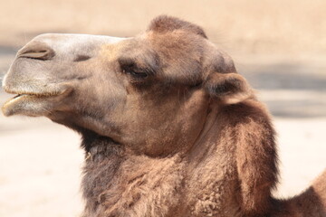 funny Camel portrait 