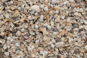 Lots and lots of seashells piled up on the beach. for the background