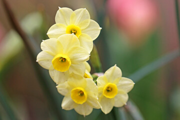 Narcissus flowers in Spring	