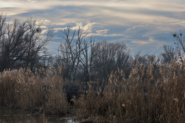 Early evening winter landscape around the pond. Dramatic clouds in the sky.