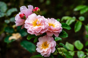 Pink Roses