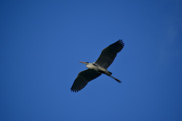 Fototapeta premium cocoi heron (Ardea cocoi) in flight in Buenos Aires