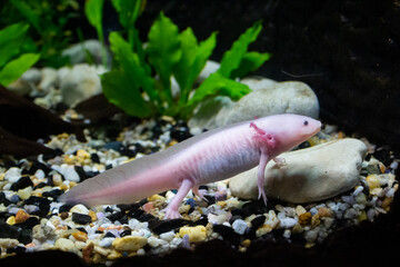 The rosa axolotl is a paedomorphic salamander closely related to the tiger salamander