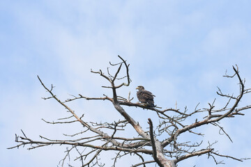 A juvenile bald eagle resting in a dead tree.
