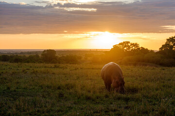 hippo at sunrise