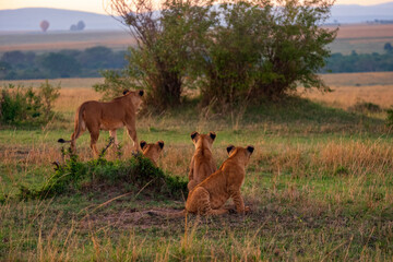 lion mother and cubs