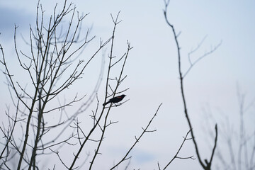 A red winged blackbird sitting on a branch in the evening.