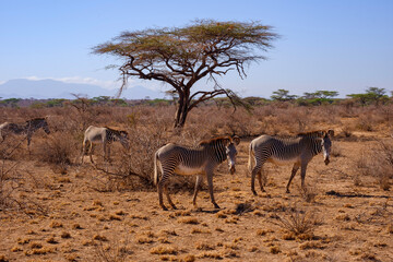 grevy zebra in samburu