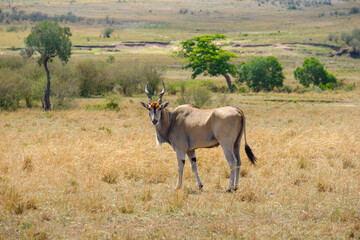Naklejka premium giant eland