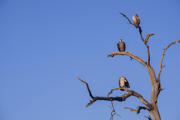 vultures on a branch