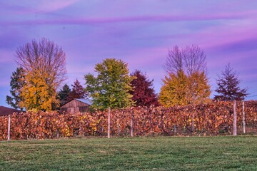 autumn landscape with trees
