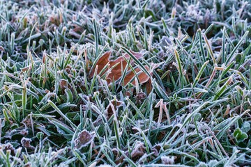 leaf in frost