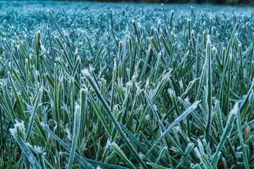 frost in the grass
