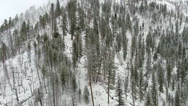 Old burnt forest near Loman Idaho in winter