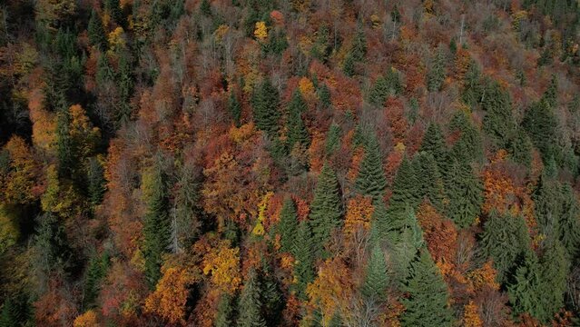 Forêt de montagne en automne