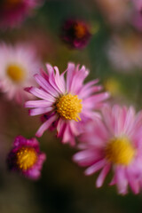 Blurred flower background. Pink aster amellus flower