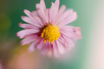 Blurred flower background. Macro Pink aster amellus flower