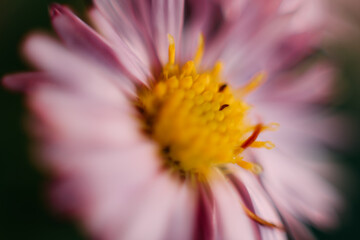 Blurred flower background. Macro Pink aster amellus flower