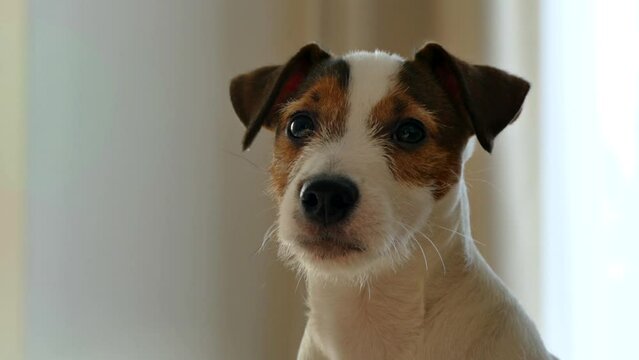 Muzzle of a Jack Russell puppy. Pet dog at home.