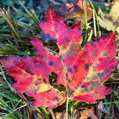 red maple leaf