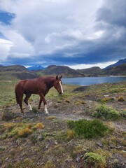 Horses on a trail in Torres del Paine, Chile