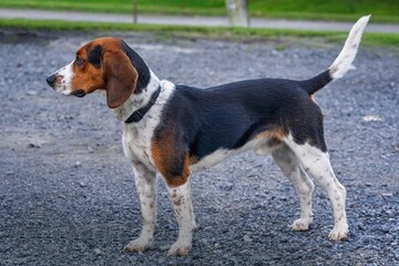 jack russell terrier