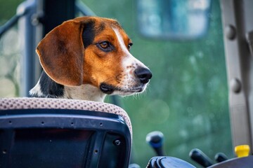 beagle dog in the tractor