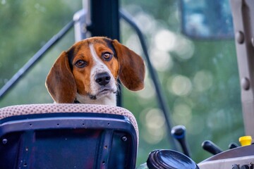 dog in a tractor