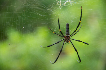 spider on the web
