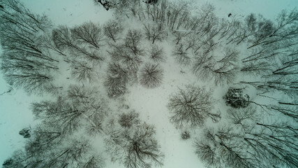 Aerial drone shot looking down at leafless trees in a snowy gorest