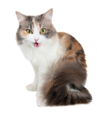 Funny beautiful fluffy cat licks isolated on the white background - obrazy, fototapety, plakaty