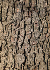 Tree trunk texture. Pear bark close-up, tree bark background
