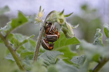 Beetles insects