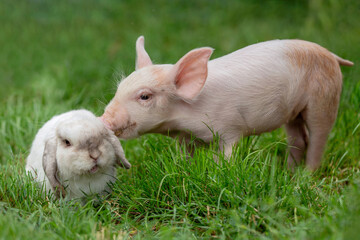 rabbit and piglet